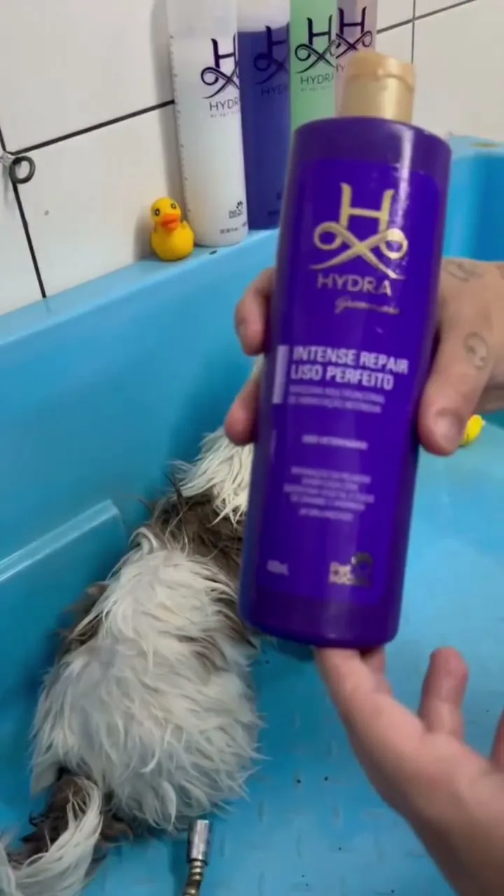 Shampoo Hydra Pet Society usado no banho da Aurora