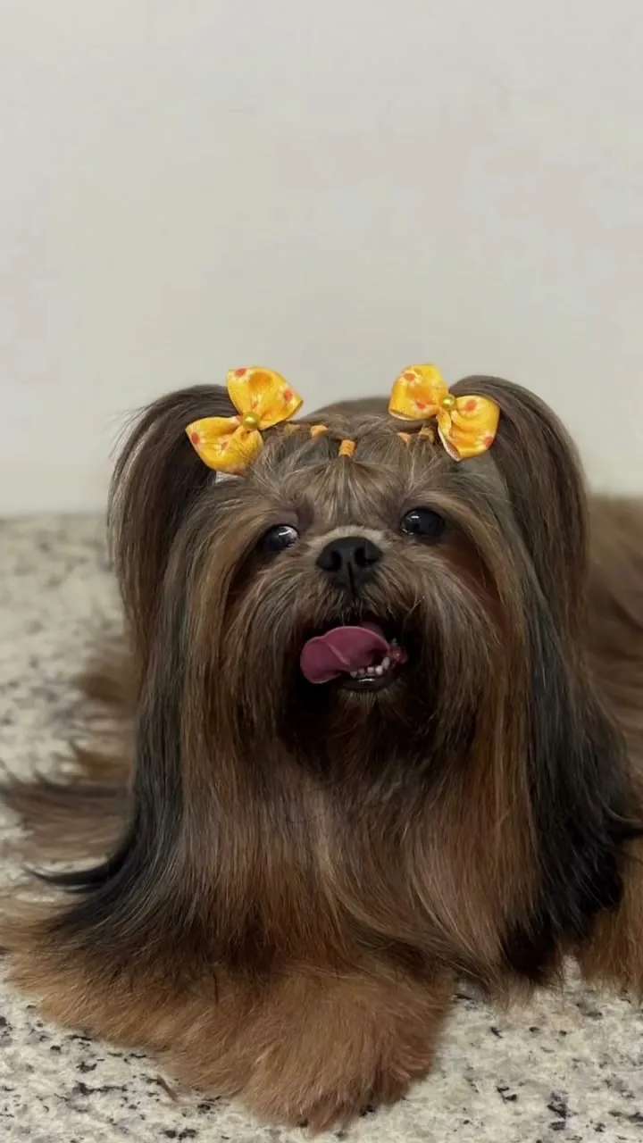 Lhasa de pelo longo com laços amarelos