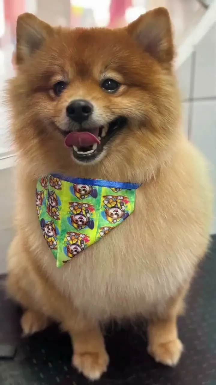 Lulu da pomerânia laranja de bandana depois do banho