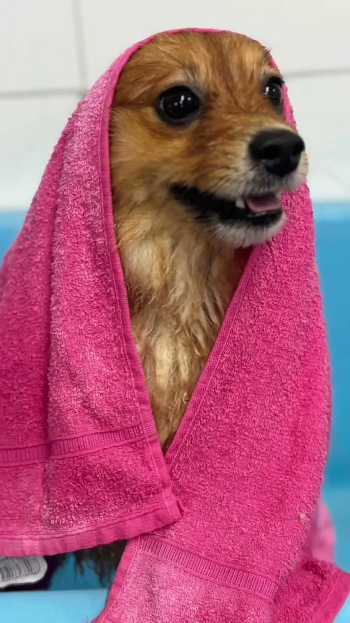 Lulu da pomerânia enrolada na toalha rosa depois do banho