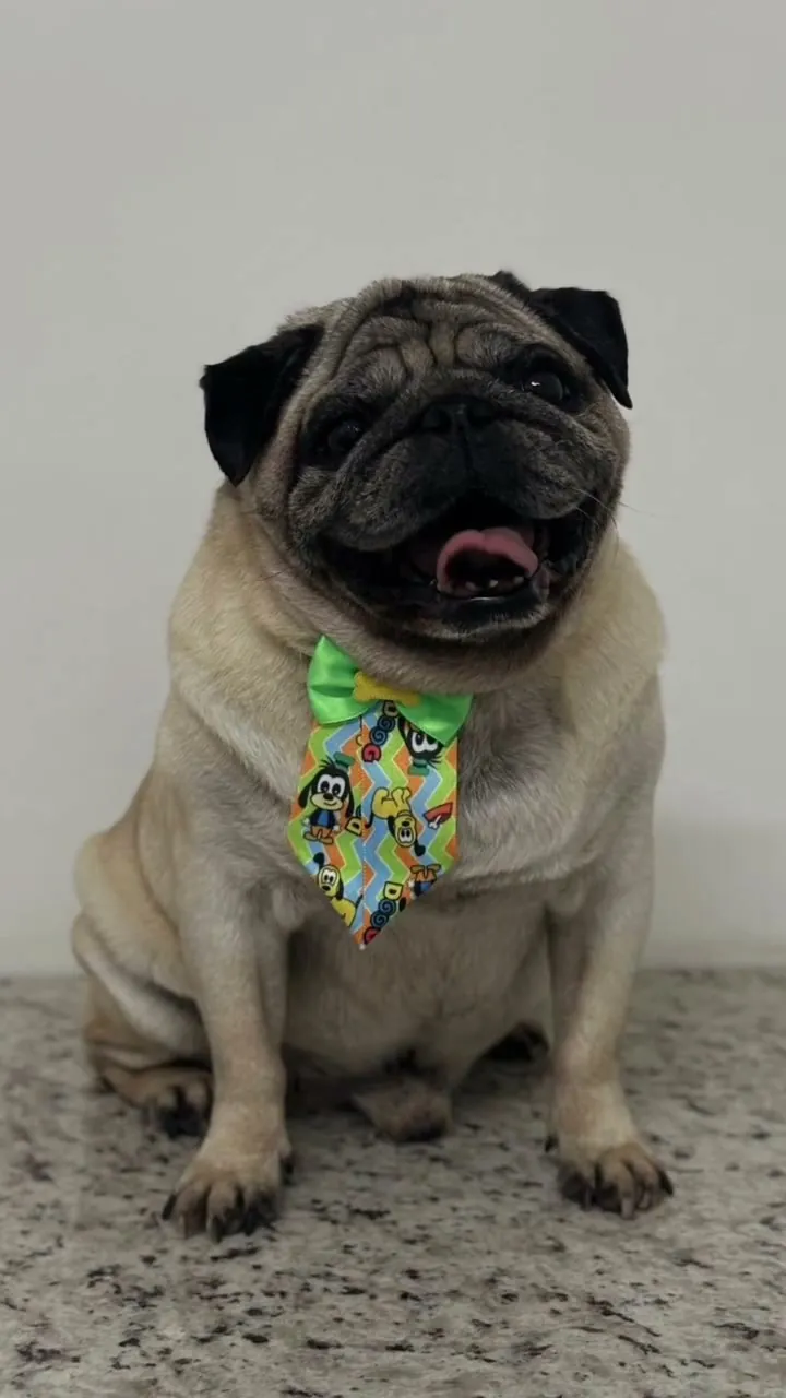 Pug de gravata depois do banho