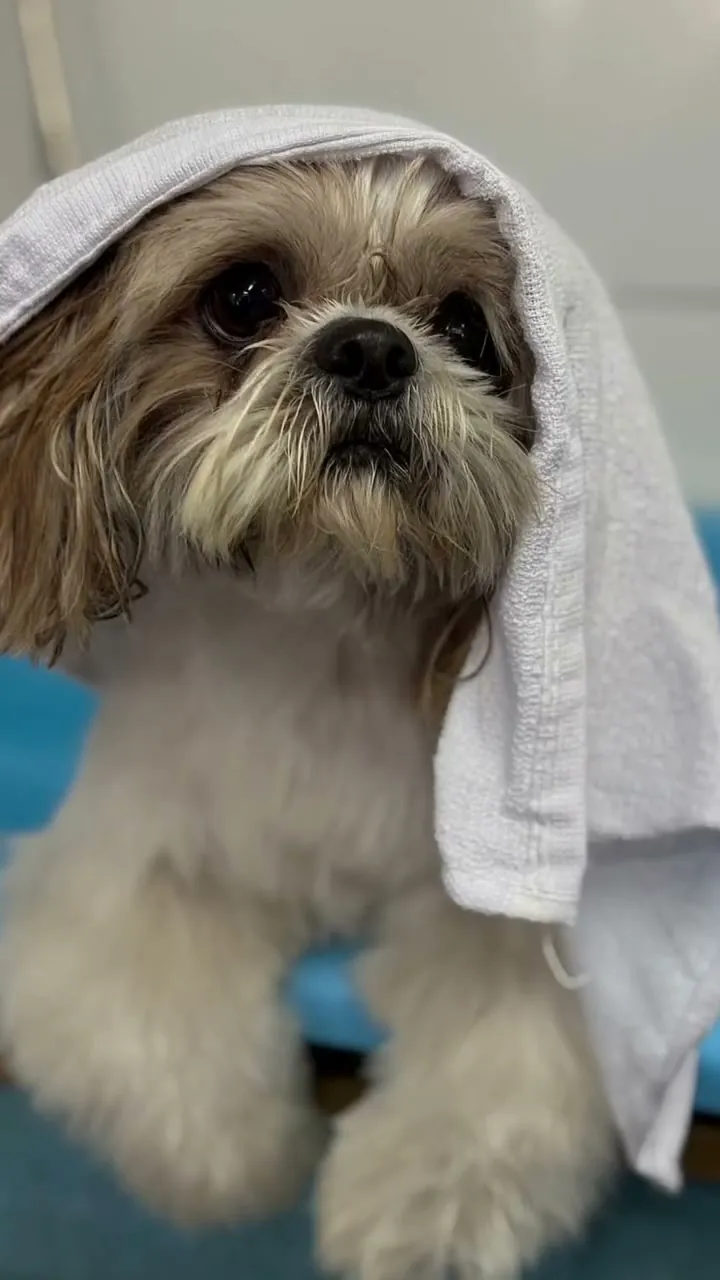 Shih tzu enrolado na toalha depois do banho